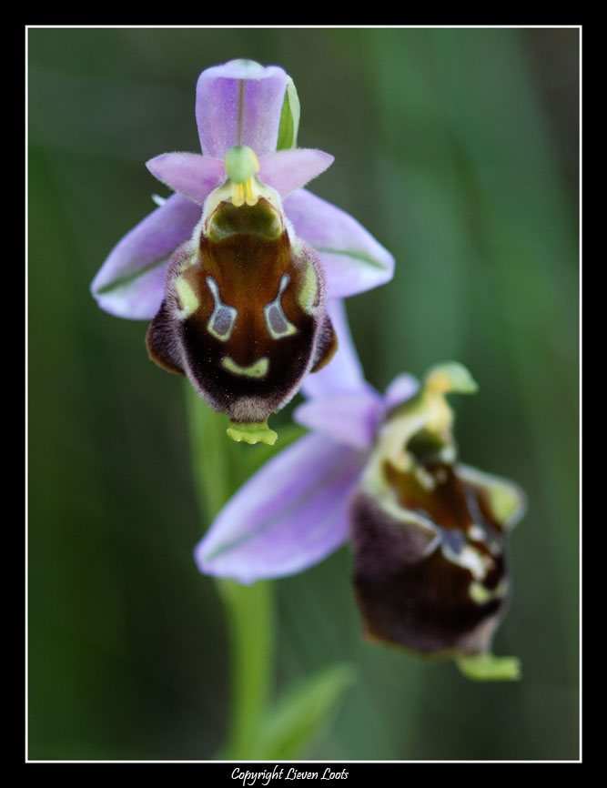 Ophrys argolica subsp. crabronifera x Ophrys holosericae